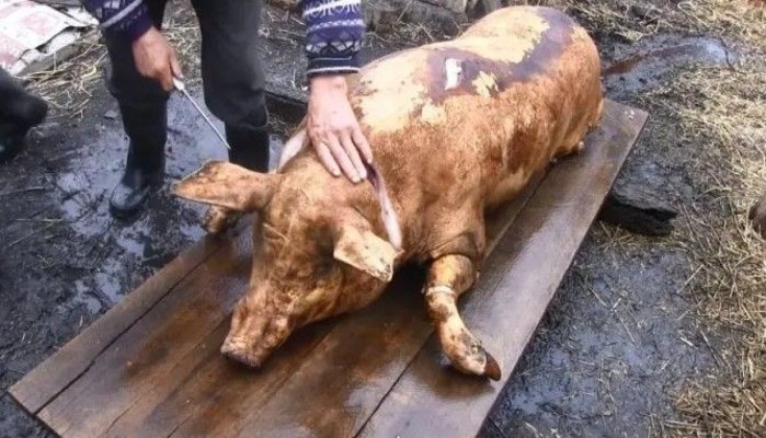 INSP subliniază importanța testării cărnii de la animalele sacrificate în gospodării