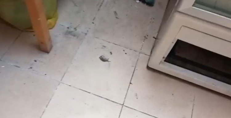 Ați mâncat la restaurantul NAMO?!  OPC a găsit gândaci, șoareci si produse expirate. Video