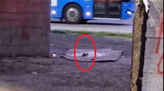 Asta ne mai lipsea! Au inceput sa colcaie sobolanii in cateva zone din Constanta. Video