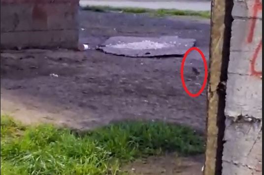Asta ne mai lipsea! Au inceput sa colcaie sobolanii in cateva zone din Constanta. Video