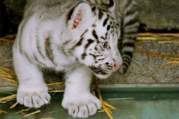 Un pui de tigru bengalez alb, ucis de gunoaiele lăsate de vizitatori, la Grădina Zoologică Craiova