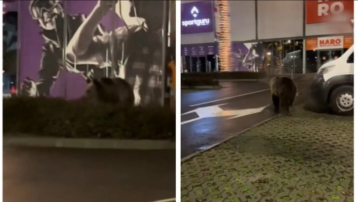 Urşii au venit să vadă luminiţele de Crăciun la Braşov. Video