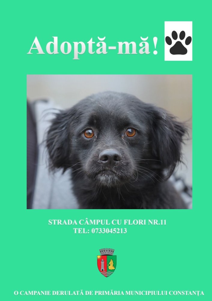 219 caini adoptati in 2025! Mai multe adoptii, mai multe familii implinite&nbsp;
