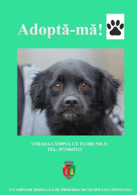 219 câini adoptați în 2025! Mai multe adopții, mai multe familii împlinite 