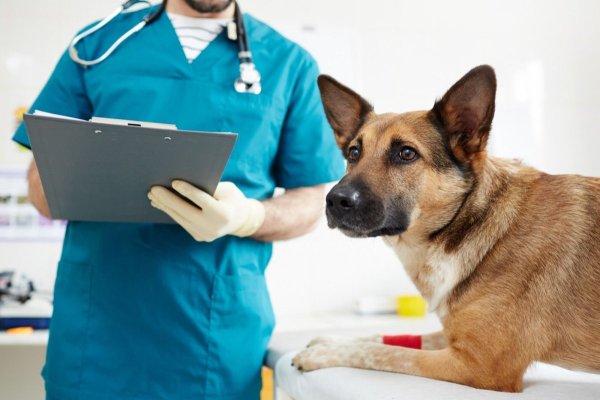 Drepturile și obligațiile legale ale deținătorilor de animale de companie