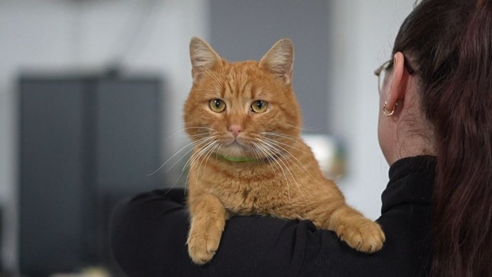 Garfield – coechipierul care nu lipsește de la nicio misiune 