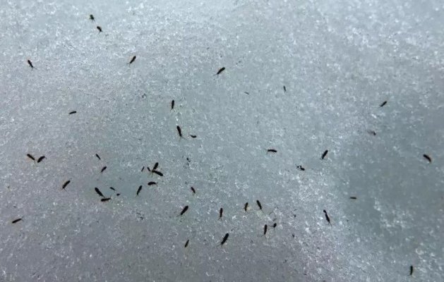 Invazie de purici de zăpadă, într-o zonă din Cluj. Insectele pot trăi şi la - 8 grade. Video