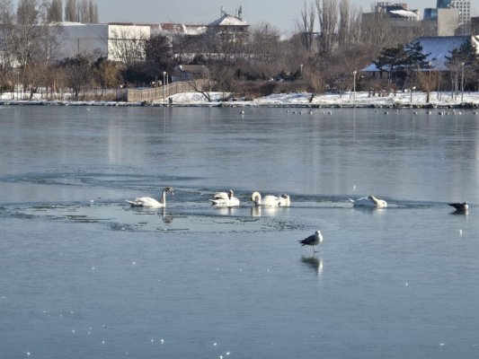 Un grup de lebede a rămas blocat pe lacul Tăbăcărie. Video