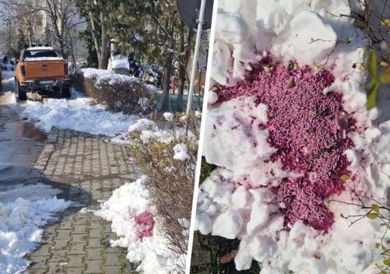 Alertă! Pe o stradă din Medgidia a fost împrăștiată mâncare pentru animale, amestecată cu furadan  