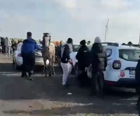 Incident neobișnuit de Bobotează: un cal nărăvaș a provocat pagube serioase unei mașini! Video