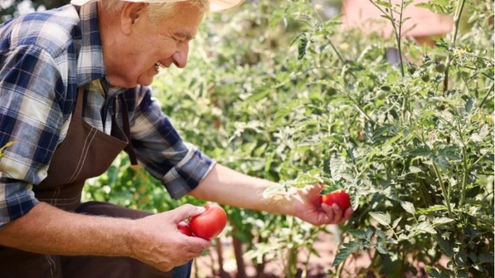 Legumicultor: O să ducem copiii ca la muzeu în fermele româneşti. Mercosur ne afectează la tomate