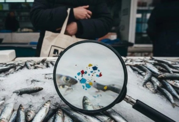Studiu: Microplastice prezente în o treime dintre peștii examinați în patru țări din Pacific