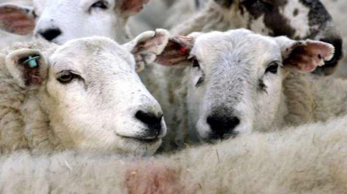 Producţia de carne a crescut la porcine şi la păsări şi a scăzut la bovine, ovine şi caprine