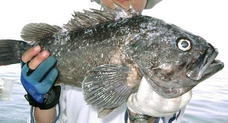 O nouă specie exotică în Marea Neagră: prădătorul de 2 kg ar putea pune în pericol ecosistemul marin