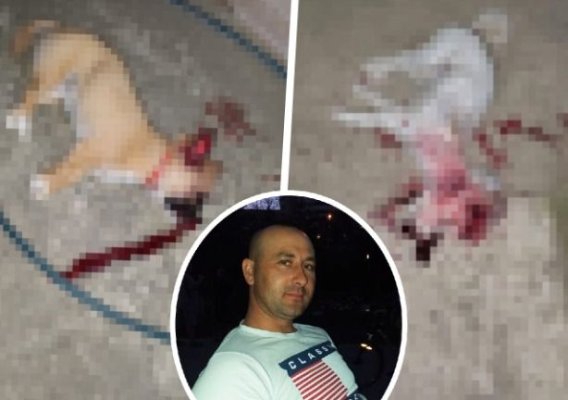 Acest bărbat a ucis cu cruzime doi câini, în curtea unei femei! Vezi ce pedeapsă a primit! 