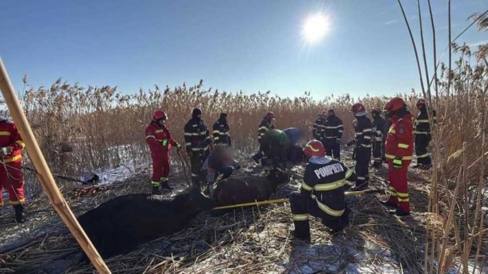 23 de vaci au căzut într-un iaz; intervenție complexă a pompierilor pentru salvarea acestora