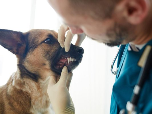 Care sunt drepturile și obligațiile deținătorilor de animale de companie