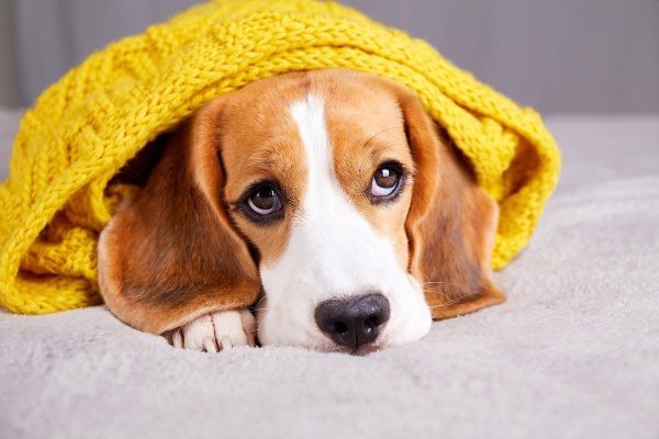 Care sunt drepturile și obligațiile legale privind deținerea animalelor de companie