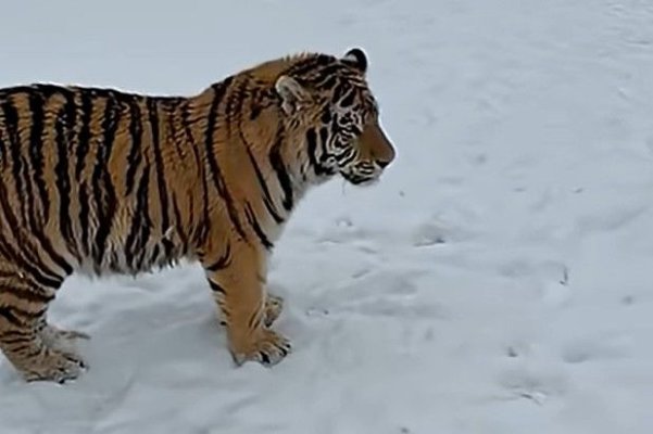 Un tigru siberian a fost filmat într-o curte din Dâmbovița. A fost sesizată Poliția. Video
