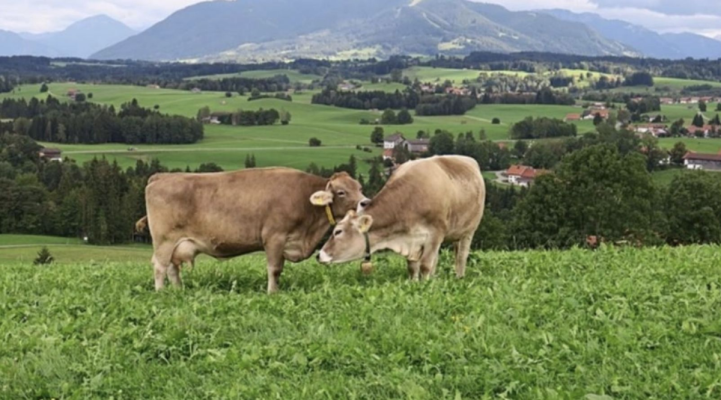 Cooperativele agricole revin din nou la modă: România analizează modelul german de organizare şi marketing