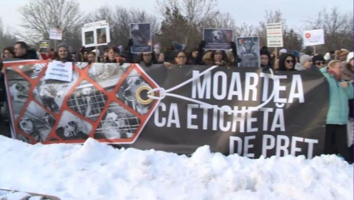 Proteste în București și alte orașe, după dezvăluirea ororilor de la un adăpost de câini  
