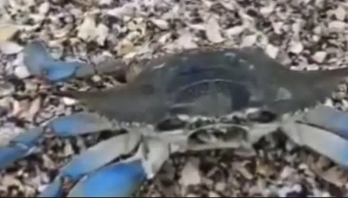 Apariție neobișnuită pe plaja din Olimp. Pescarii sunt terifiați de prezența unei specii exotice