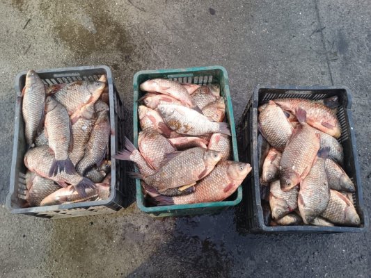 Peste 130 de kilograme de pește fără acte, descoperite de jandarmi la Cernavodă