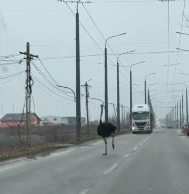 Scene incredibile în Vaslui: misterul struților care umblă nestingheriți printre mașini. Video