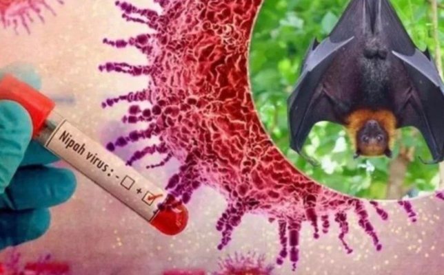 Specialiștii spun că există un risc limitat de răspândire internațională a virusului Nipah