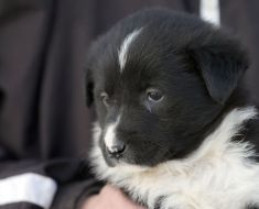 Campania „Adoptă un cățel” continuă la Constanța