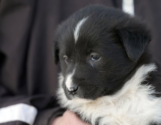 Campania „Adoptă un cățel” continuă la Constanța