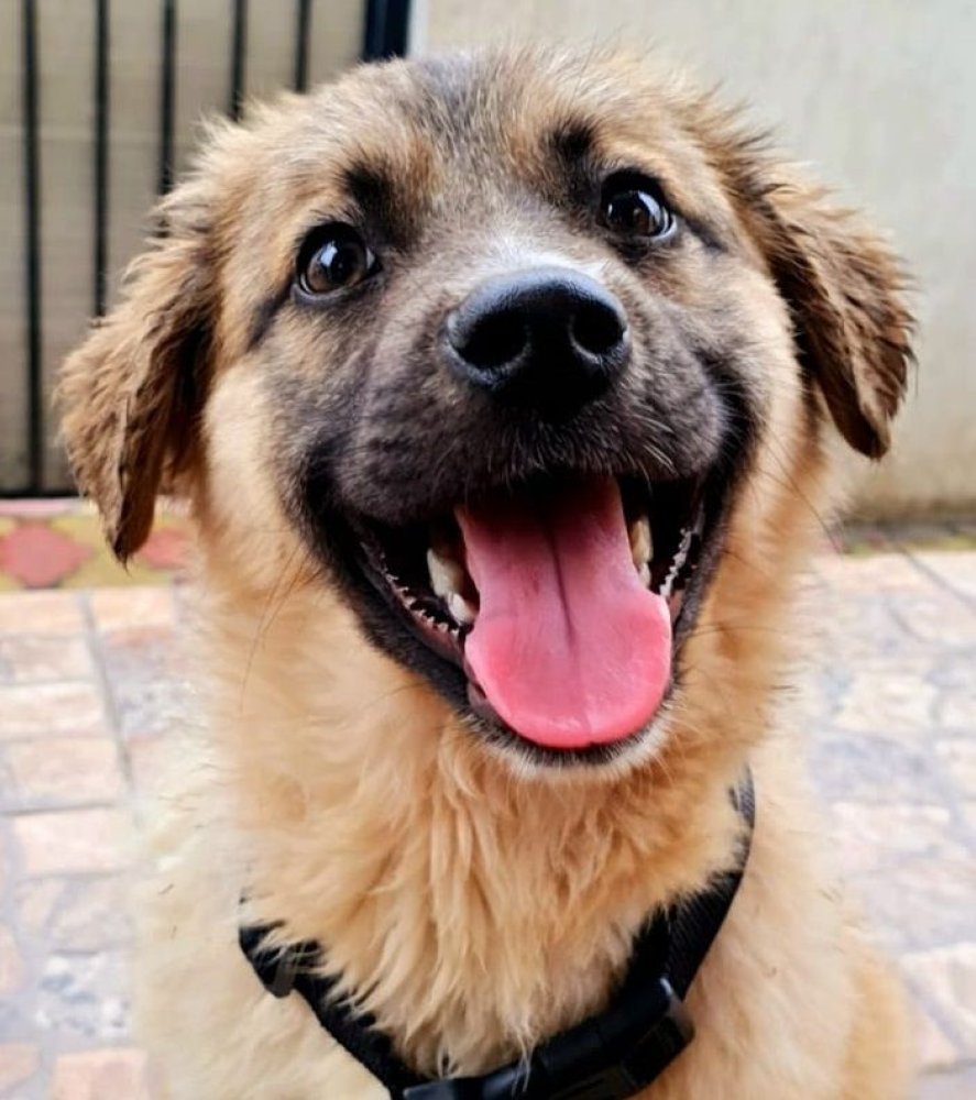 Primaria Municipiului Constanta continua campania &bdquo;Adopta un catel&rdquo;