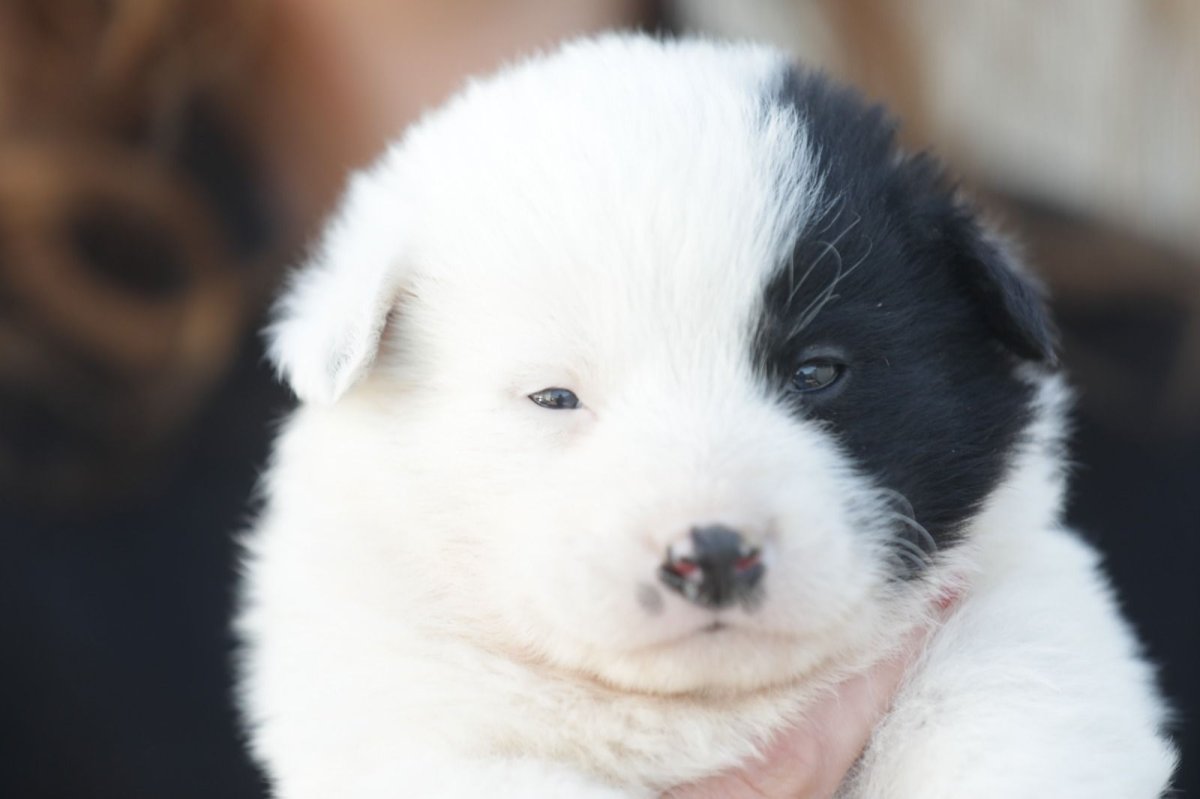 Campania &bdquo;Adopta un catel&rdquo; continua la Constanta