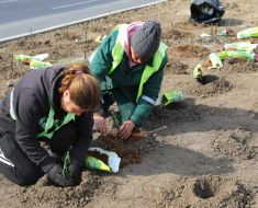 Începe campania de plantare de primăvară, în mai multe cartiere ale orașului