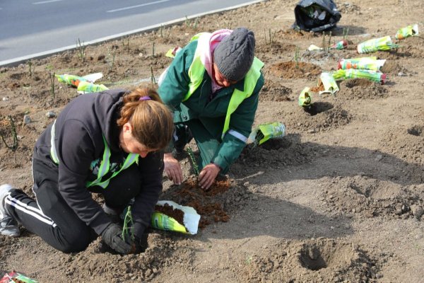 Începe campania de plantare de primăvară, în mai multe cartiere ale orașului