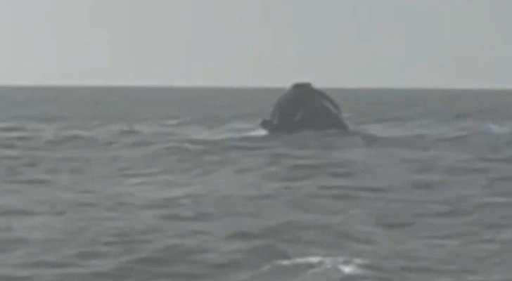 Midia Marine Terminal sprijină eforturile de ranfluare a remorcherului scufundat