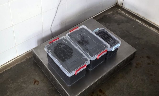 Polițiștii de frontieră din cadrul Gărzii de Coastă au descoperit 19 kg de icre negre, la Constanța. Video
