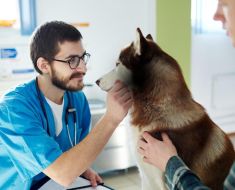 Primăria Constanța: un câine microcipat și sterilizat este un câine protejat