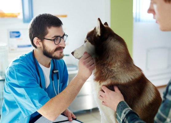 Primăria Constanța: un câine microcipat și sterilizat este un câine protejat