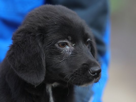Campania „Adoptă un cățel!” continuă în Constanța