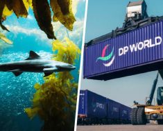 DP World, gigantul din Emiratele Arabe, plantează „păduri subacvatice“ în Portul Constanța