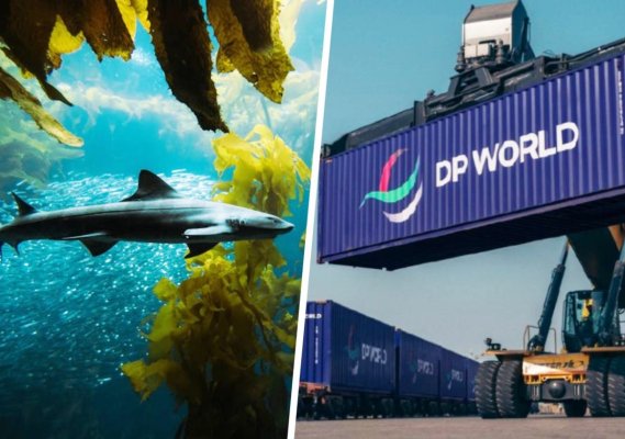  DP World, gigantul din Emiratele Arabe, plantează „păduri subacvatice“ în Portul Constanța