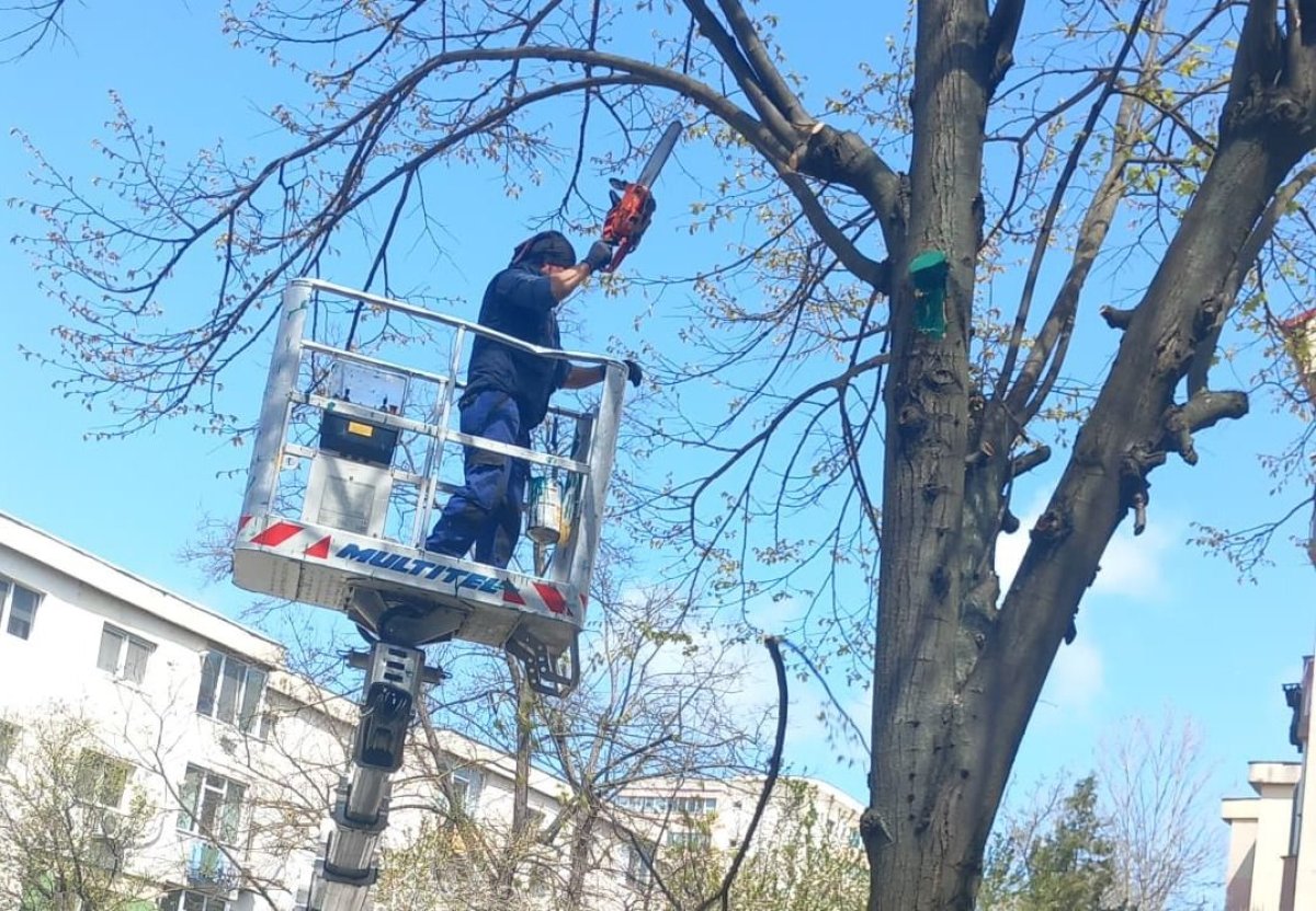 Lucrarile de toaletare si corectie a arborilor continua in cartierele orasului 