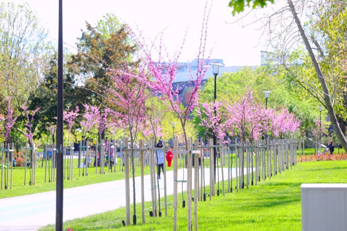 Spatiile verzi din Parcul Tabacarie, pregatite pentru plantare!