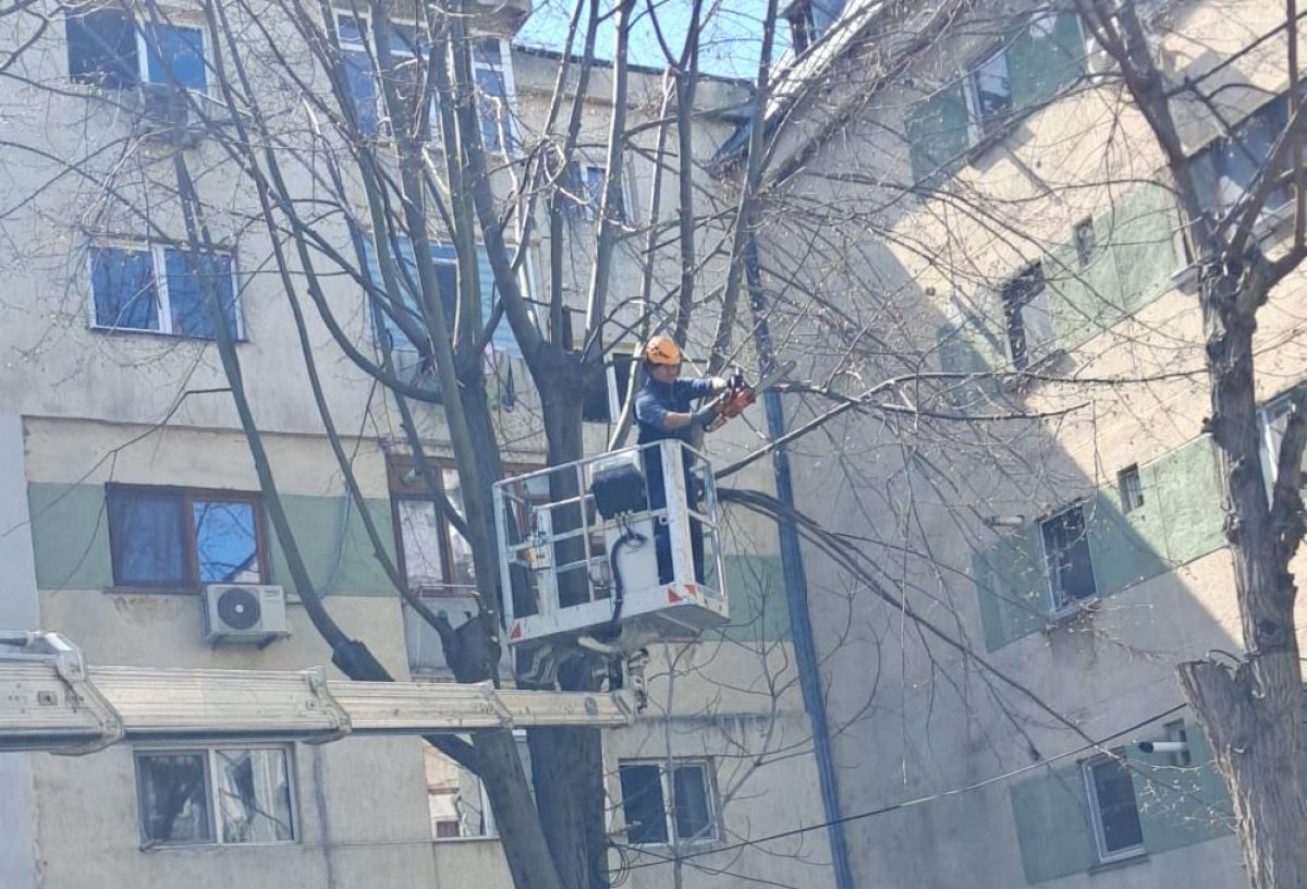 Lucrarile de toaletare si corectie a arborilor continua in cartierele orasului 