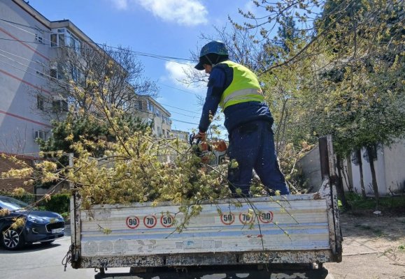 Lucrările de toaletare și corecție a arborilor continuă în cartierele orașului 