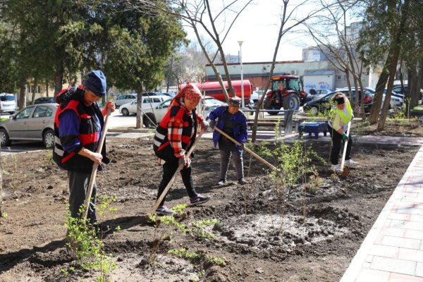 Lucrări de modernizare, reabilitare și plantări de arbuști ornamentali, pe aleea Hortensiei