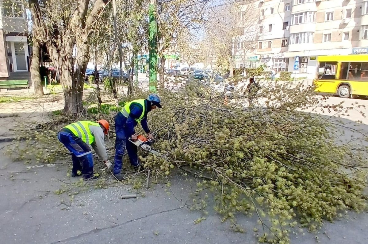 Lucrarile de toaletare si corectie a arborilor continua in cartierele orasului 