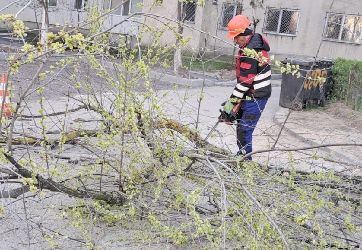 Lucrarile de toaletare si corectie a arborilor continua in cartierele orasului 