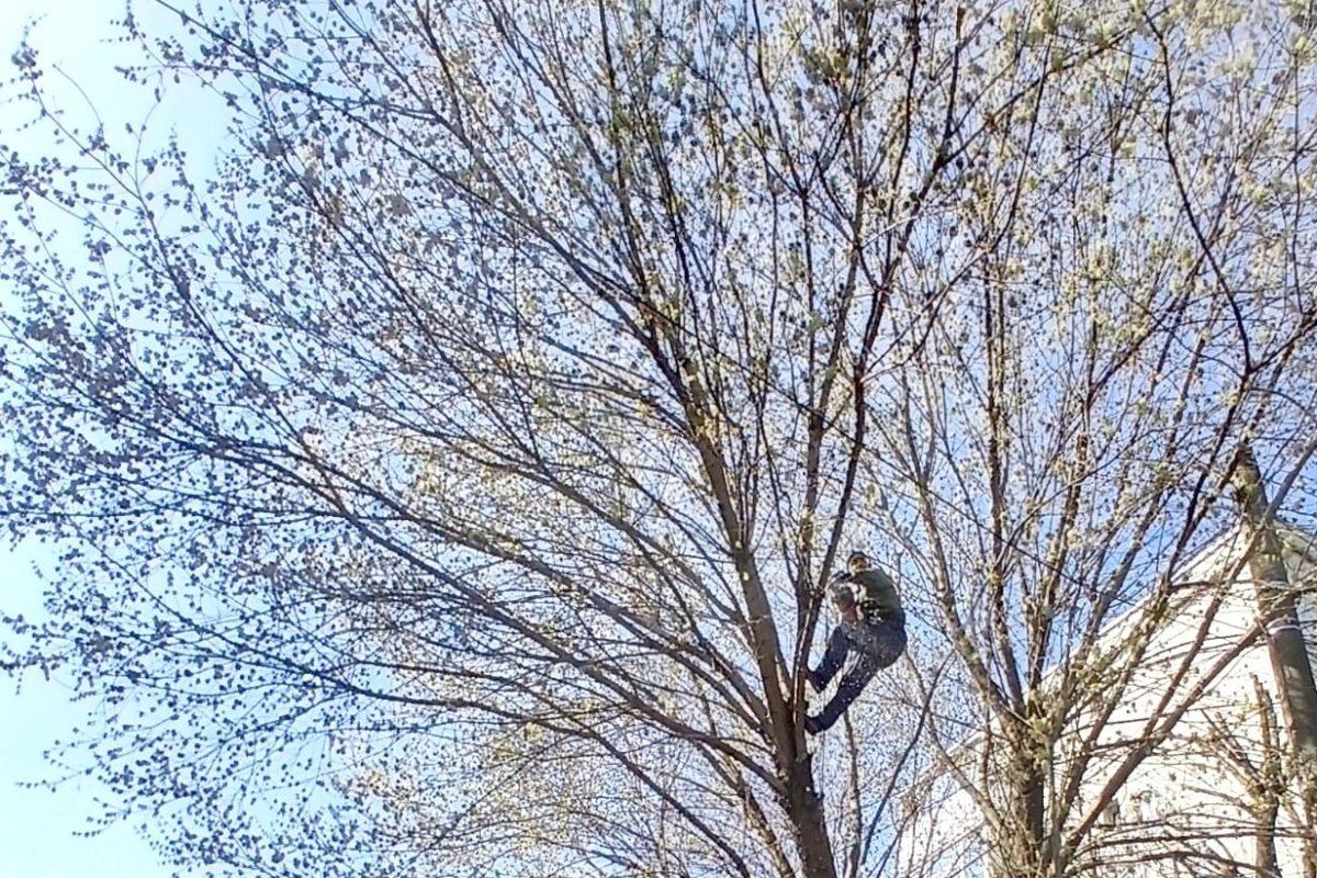 Lucrarile de toaletare si corectie a arborilor continua in cartierele orasului 